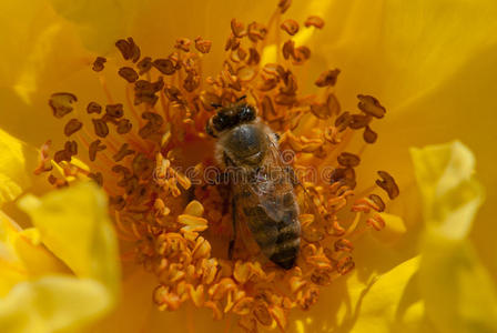 蜜蜂给黄玫瑰授粉
