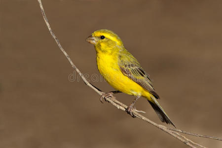 野生金丝雀图片