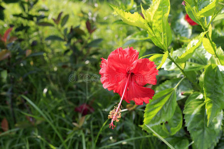 红芙蓉花