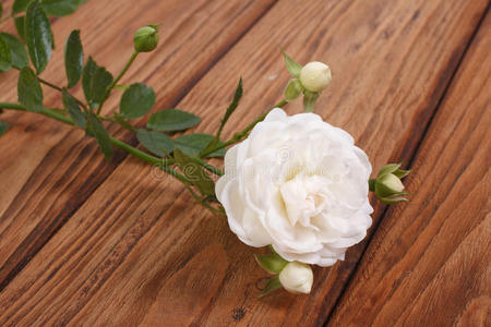 木质桌子上有花蕾的美丽白玫瑰