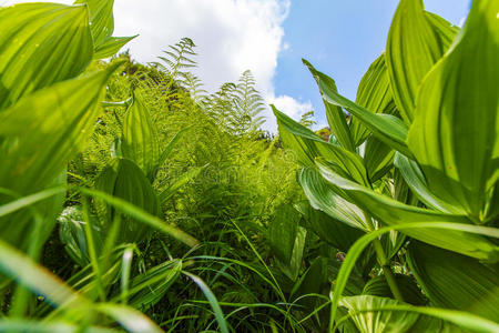 春季植物