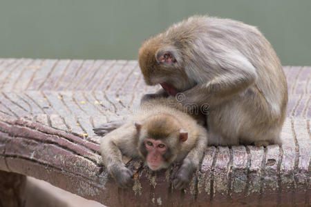 梳洗时两只猴子
