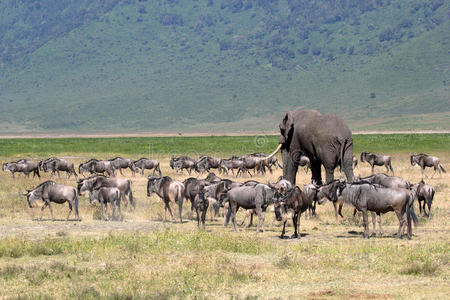 非洲象和牛羚群