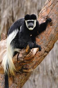 疣浓密热带森林猴红色疣肖像黑白疣猴太阳悟空,猴国王国王疣猴-疣猴