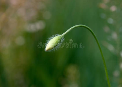 自然的 医学 领域 草 花 花瓣 药物 乡村