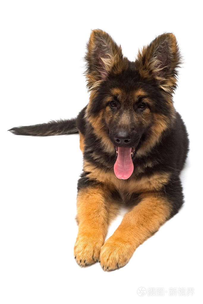 一只美丽的小狗是德国牧羊犬被隔离在白色的背景上棕色和黑色毛茸茸的