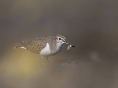 普通鹬 Actitis hypoleucos 鱼