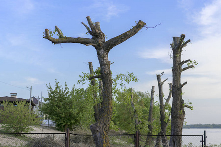 树木的破坏.生态问题照片