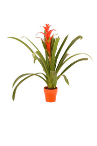 大橙红色 guzmania lingulata 星光 花在橙色花盆在白色背景下被隔绝