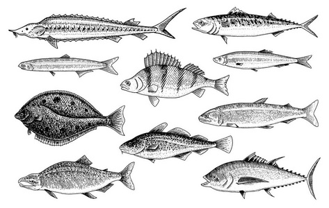 河和湖鱼。鲑鱼和彩虹鳟鱼, 金枪鱼和鲱鱼, 海水和淡水鲤鱼。淡水水族馆。菜单的海鲜。刻在古老的复古素描画的手。矢量插图