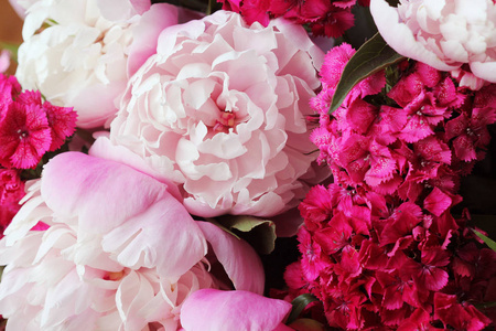 美丽的花朵, 牡丹。粉红牡丹花背景