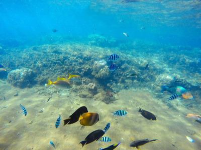 珊瑚礁场面与五颜六色的热带鱼。蓝色的海水与阳光射线