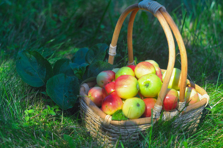 小多汁的苹果在篮子里，在绿色的草坪上