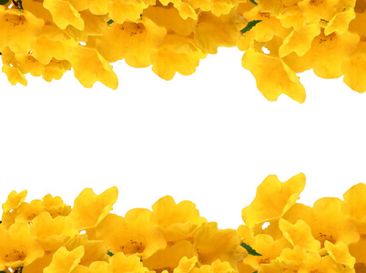 黄色的接骨木花的相片框架图片