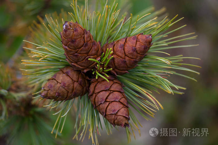 成熟的孢子叶球松小精灵