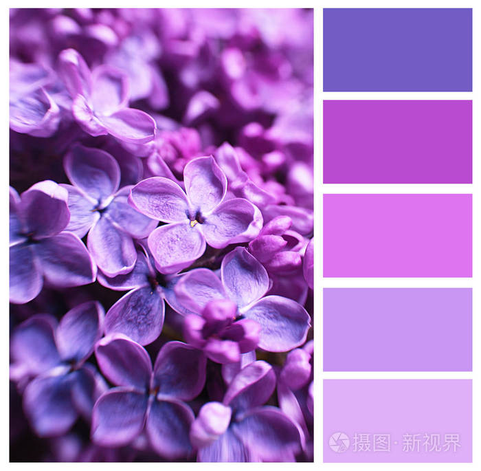 紫丁香色匹配和美丽的花朵