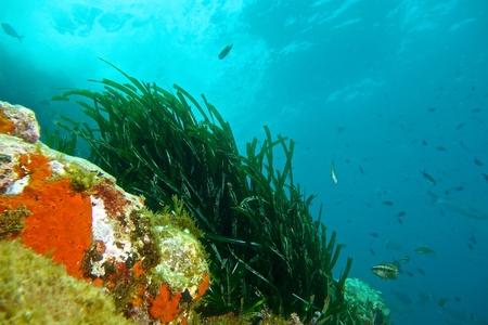 水下摄影的 Posidonia