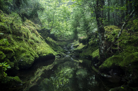 森林与水和树