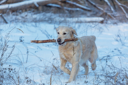 猎犬在冬季森林