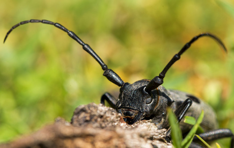 住在一块岩石上的 Morimus funereu