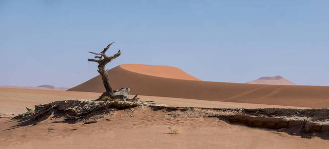 Deadvlei 在纳米比亚的特点是黑, 死骆驼刺树对比白色平底锅地面