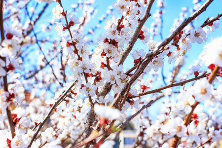 早春的开花树, 在一个阳光明媚的春日