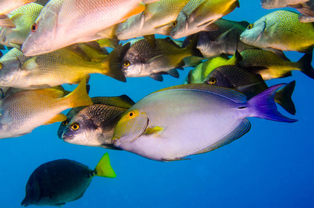 Acanthurus 鲀鳍或紫色的刺尾鱼在沉船。太平洋的海洋的珊瑚礁。墨西哥 Pulmo, 下加利福尼亚。他把它命名为世界水