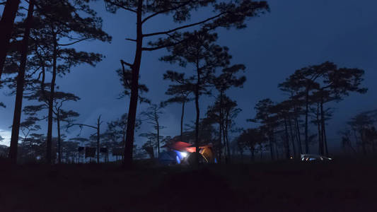 旅行者在松树林露营。国家公园, 泰国