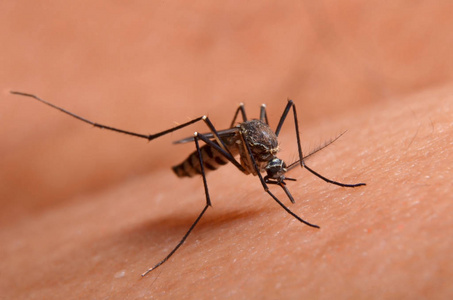 人类皮肤上的有毒蚊子的宏观。蚊子是疟疾和脑炎的带菌者