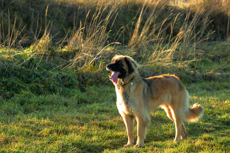 在户外 Leonberger 只纯种狗