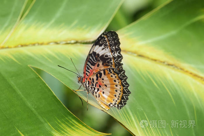 蝴蝶-cethosia biblis-是在叶子上休息, 滑稽的腿姿态, 明亮的颜色