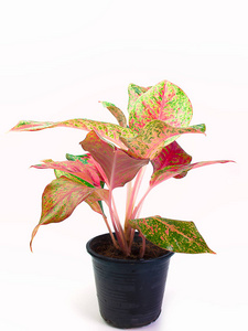 茂密叶子女王的叶子茂密的植物照片