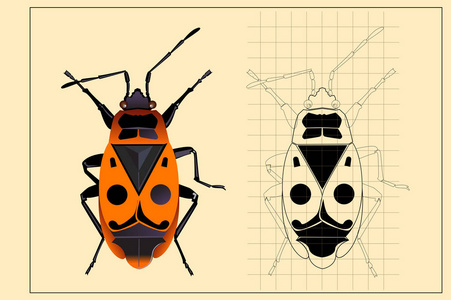 甲壳虫和甲虫在彩色纸上绘图