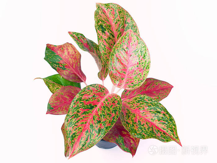 顶视图女王的叶子茂密的植物