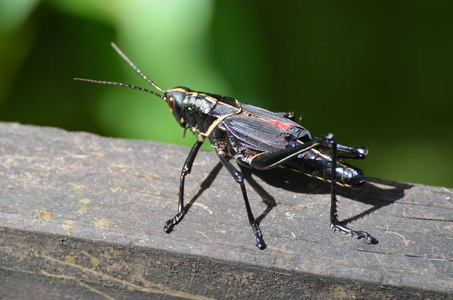 黑蟋蟀图片