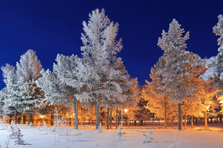 雪松和落叶松覆满白霜