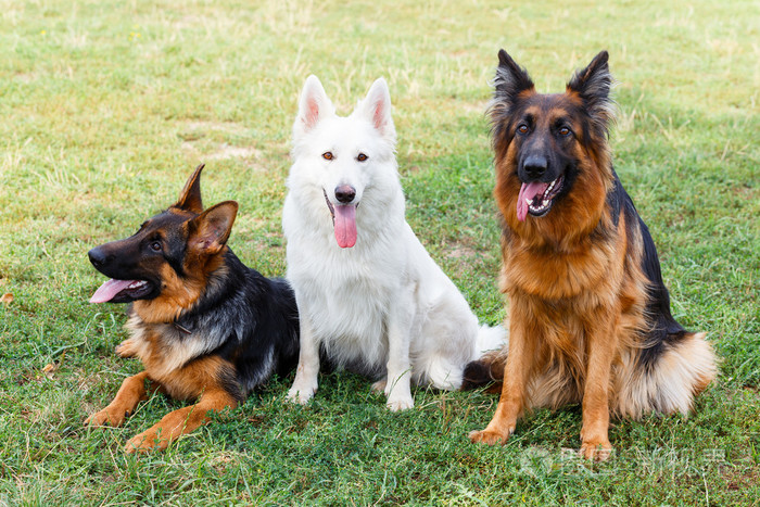 白色瑞士和德国牧羊犬