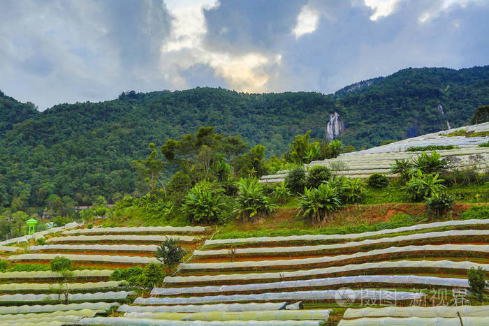在泰国北部的塑料屋顶农田。