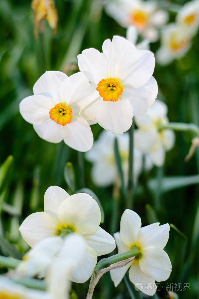 美丽的白水仙花草甸选择性聚焦春季自然背景