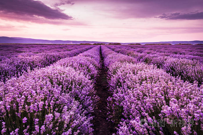 盛开在夏天日落的紫色颜色下的薰衣草花田