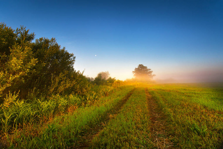 夏天的田野上有雾的阳光明媚的早晨。雾晨全景