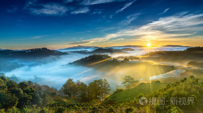 山坡上的日出一个松树林, 长着阳光穿过山谷与松树黄色阳光明媚的早晨