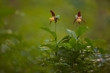 黄色女士拖鞋兰花花, 杓 calceolus