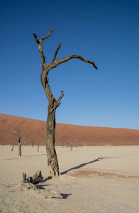 Deadvlei 在纳米比亚的特点是黑暗, 死骆驼荆棘树对比白色平底锅地面