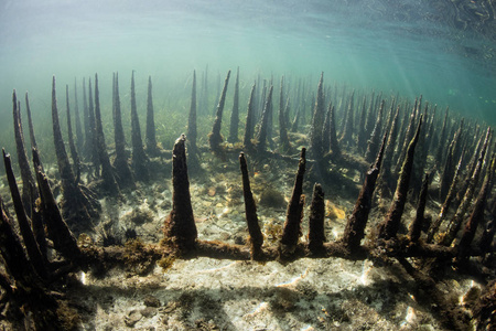 海底探险专门的红树根, 称为呼吸根, 从海底升起, 在印度尼西亚的红树