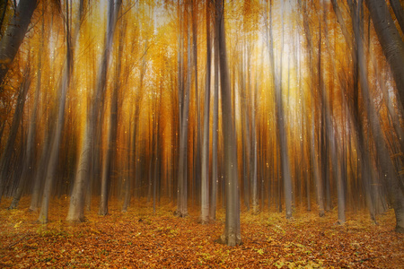 魔法秋天的树林
