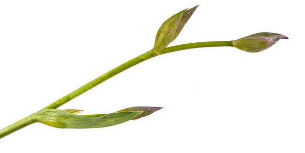 Unblown 的芽的鸢尾花。白色背景上孤立