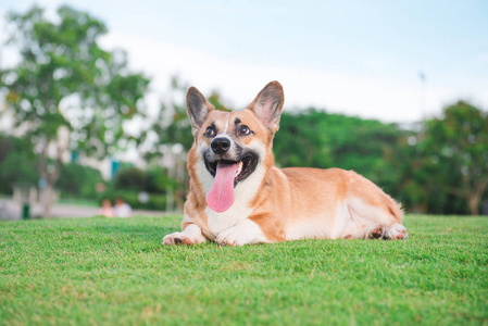 彭布罗克威尔士柯基犬图片