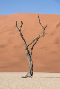 Deadvlei 在纳米比亚的特点是黑, 死骆驼刺树对比白色平底锅地面图片
