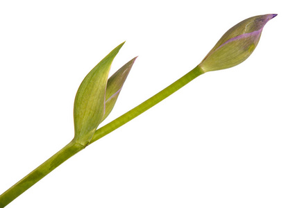 Unblown 的芽的鸢尾花。白色背景上孤立